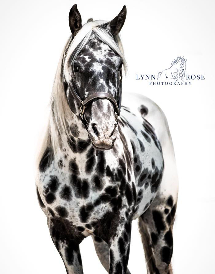Black Leopard Appaloosa Registered Stallion